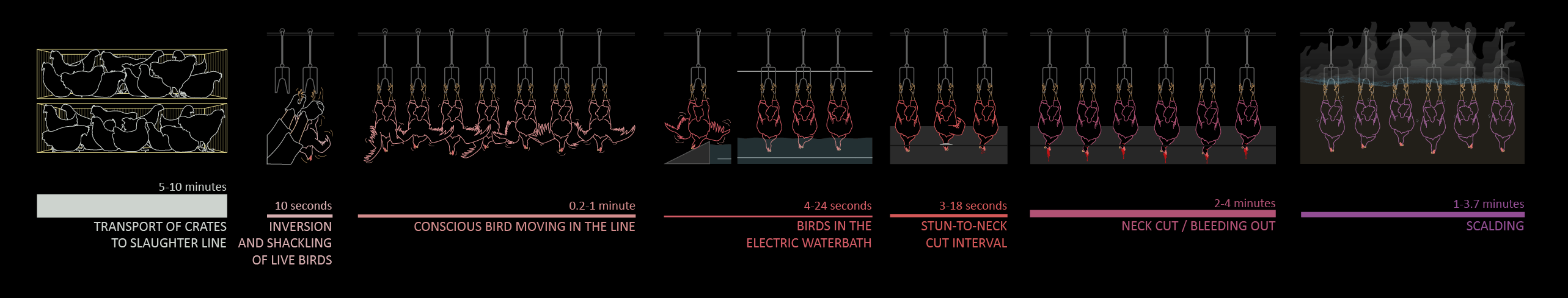 Diagram of the phases of poultry slaughter