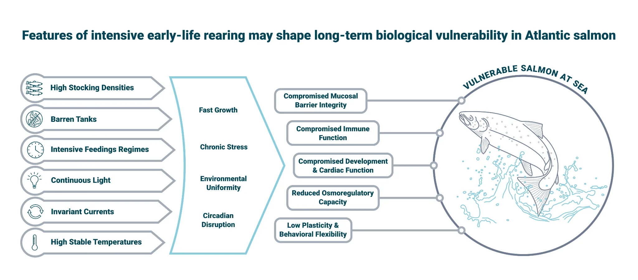 Features of intensive early-life rearing may shape long-term biological vulnerability in Atlantic salmon. The diagram shows high temperature, continuous light and constant water flow leading to accelerated growth and the removal of environmental variation. Those changes affect heart, bone, skin, muscle, sensory and immune development, reduce allostatic capacity, and leave fish less able to cope with smoltification, transfer and handling, variable conditions at sea, and disease. Outcomes shown are higher mortality after transfer, poorer growth and survival, heart rupture, and greater disease susceptibility.
