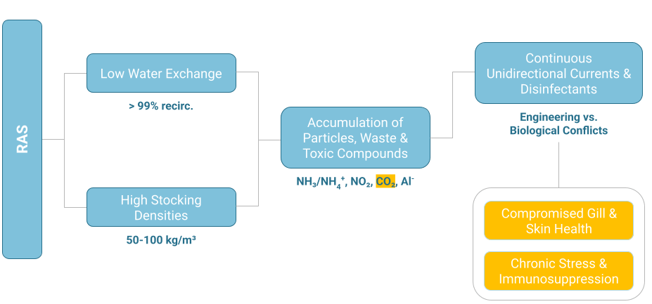 Diagram of engineering versus biological conflicts in salmon RAS. Low water exchange above 99 percent recirculation and stocking densities of 50 to 100 kilograms per cubic metre lead to accumulation of particles, waste and toxic compounds such as ammonia, nitrite, carbon dioxide and aluminium. Continuous unidirectional currents and disinfectants sit opposite compromised gill and skin health and chronic stress and immunosuppression.