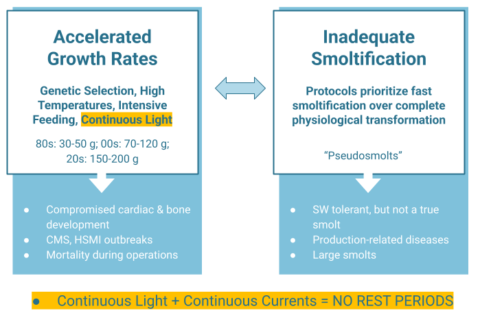 Diagram of three salmon RAS conflicts. Low water exchange and high stocking densities accumulate waste and toxic compounds. Accelerated growth, continuous light and high temperature conflict with slower growth and a natural photoperiod, producing skeletal deformities, cardiac problems, immune suppression and disease. A stable environment conflicts with the environmental cues smoltification requires, producing pseudosmolts.