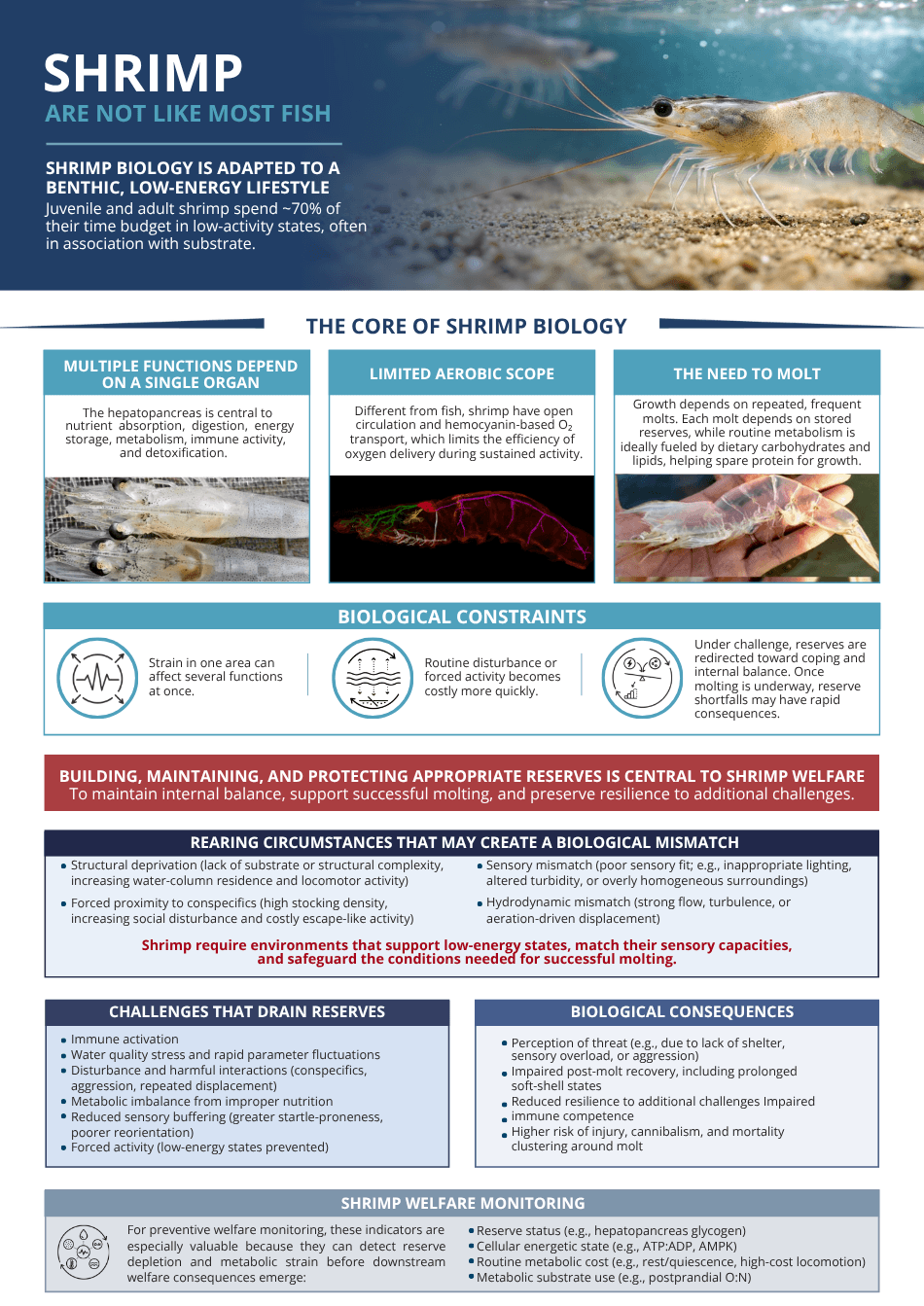 Infographic summarizing welfare impacts in shrimp production