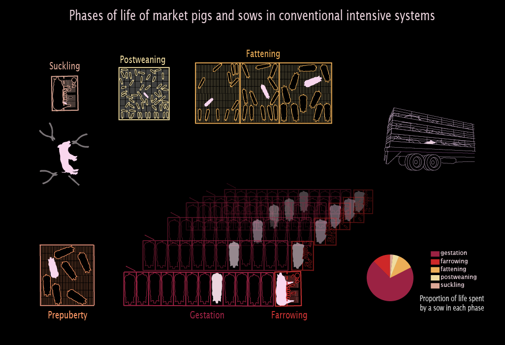 Phases_life_pig_English