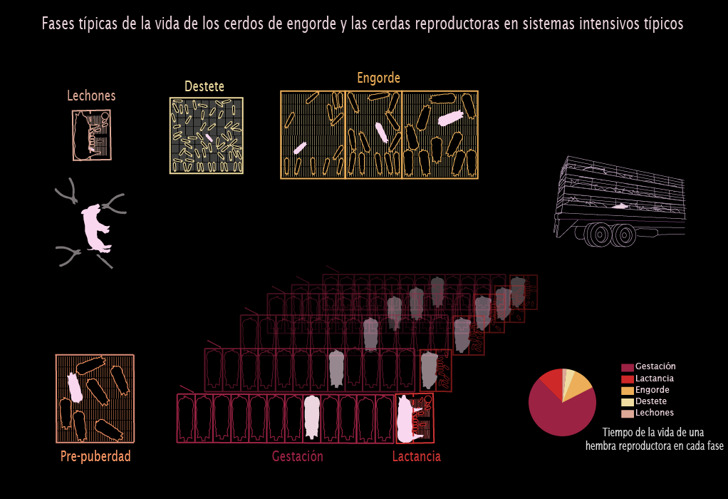 Phases_life_pig_espanol
