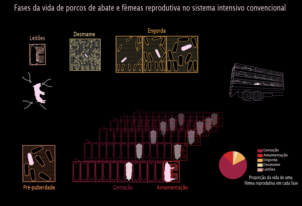 Phases_life_pig_portugues