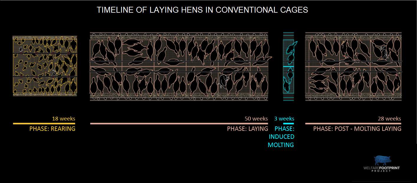 WFP Conventional Cages