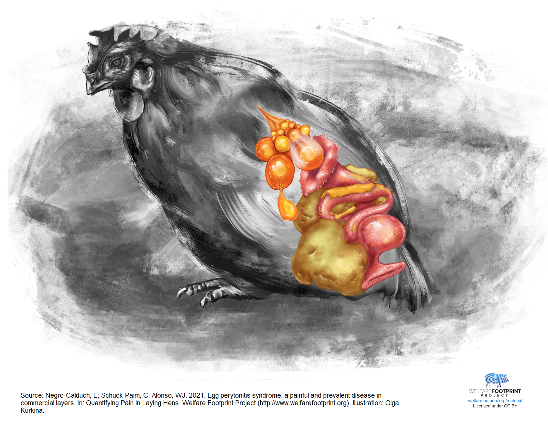 WFP - Egg Peritonitis in Laying Hens