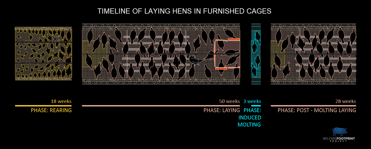 WFP Furnished Cages
