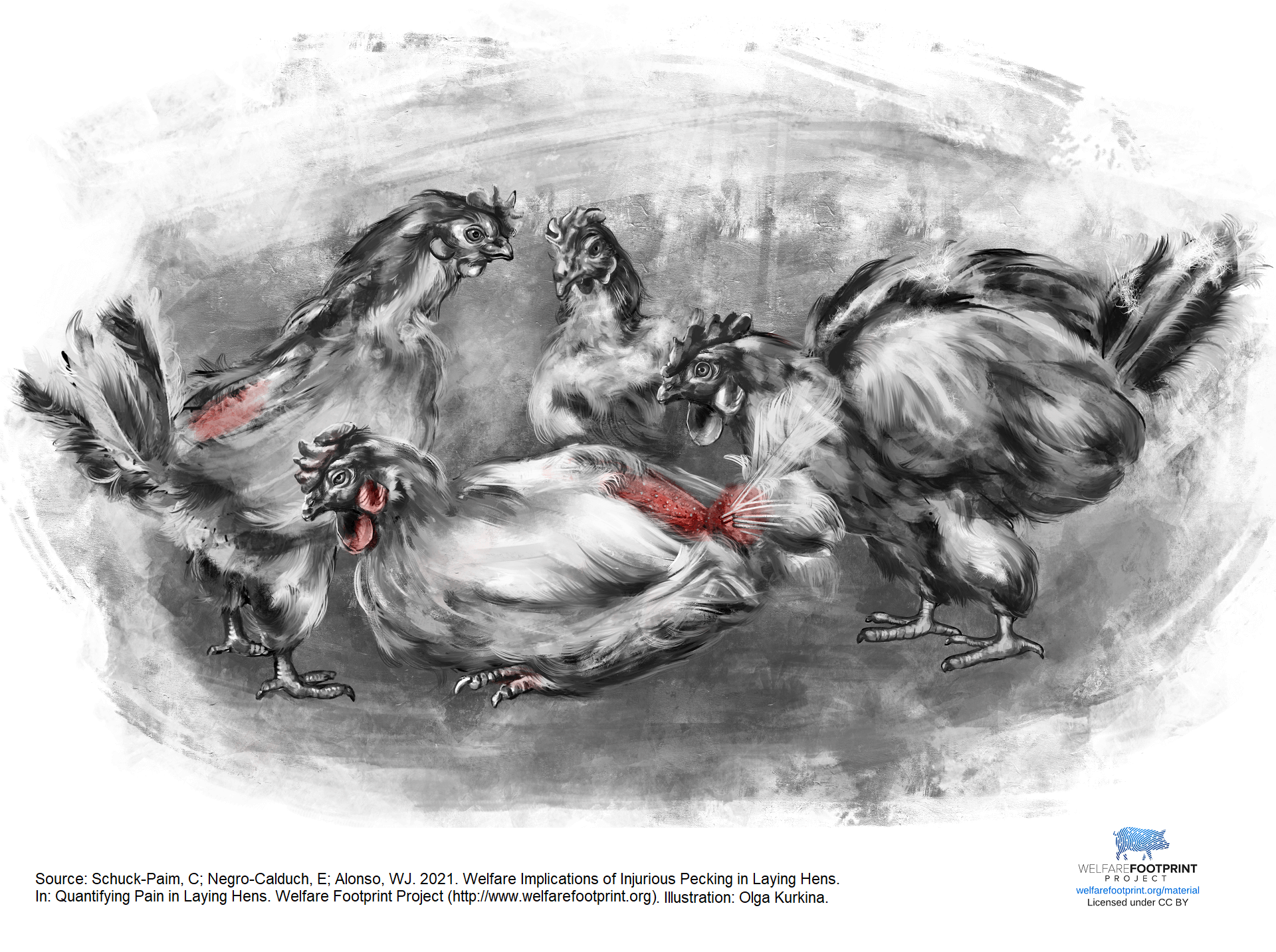 WFP - Injurious Pecking in Laying Hens