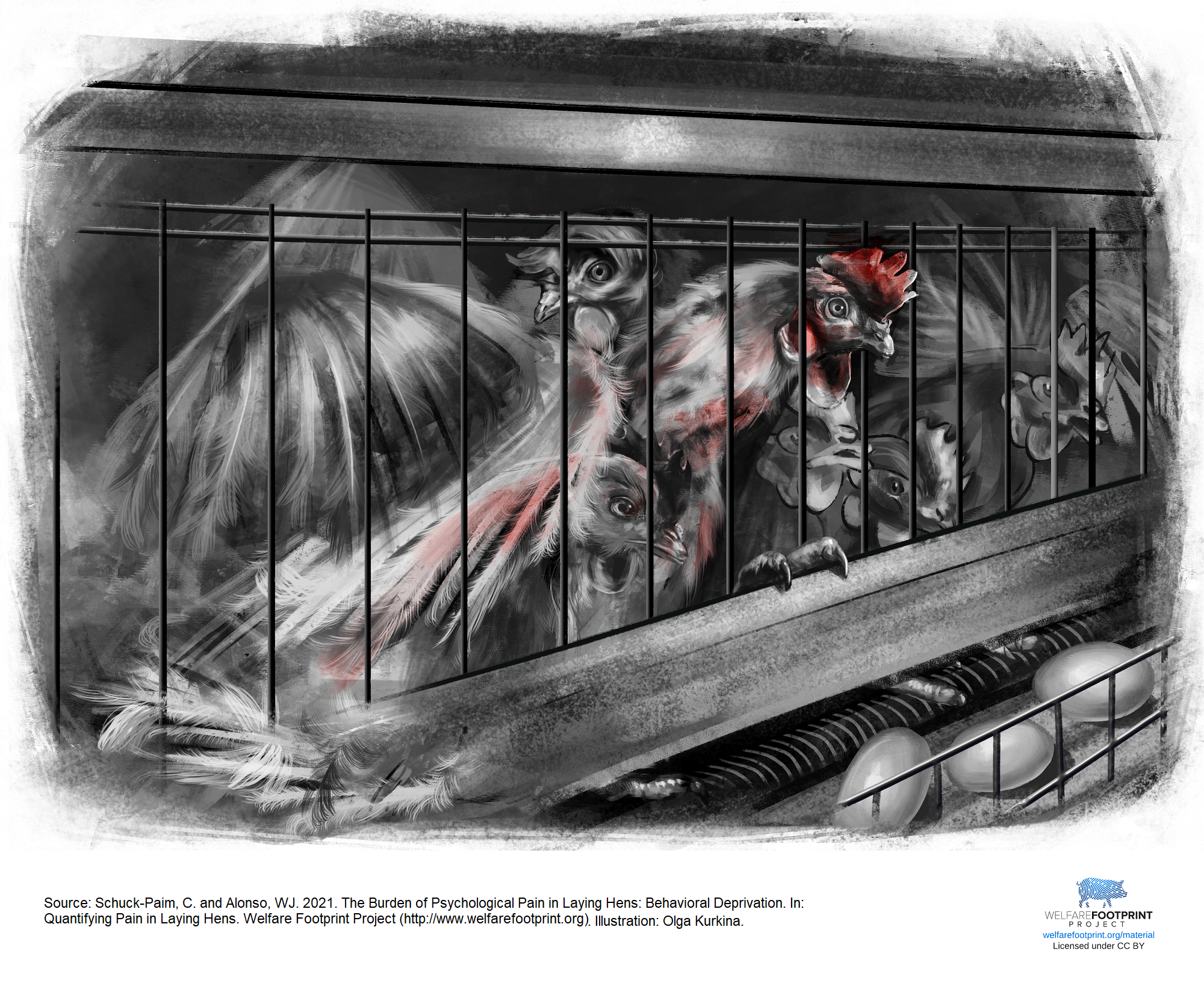 WFP - Laying Hens in Battery Cages