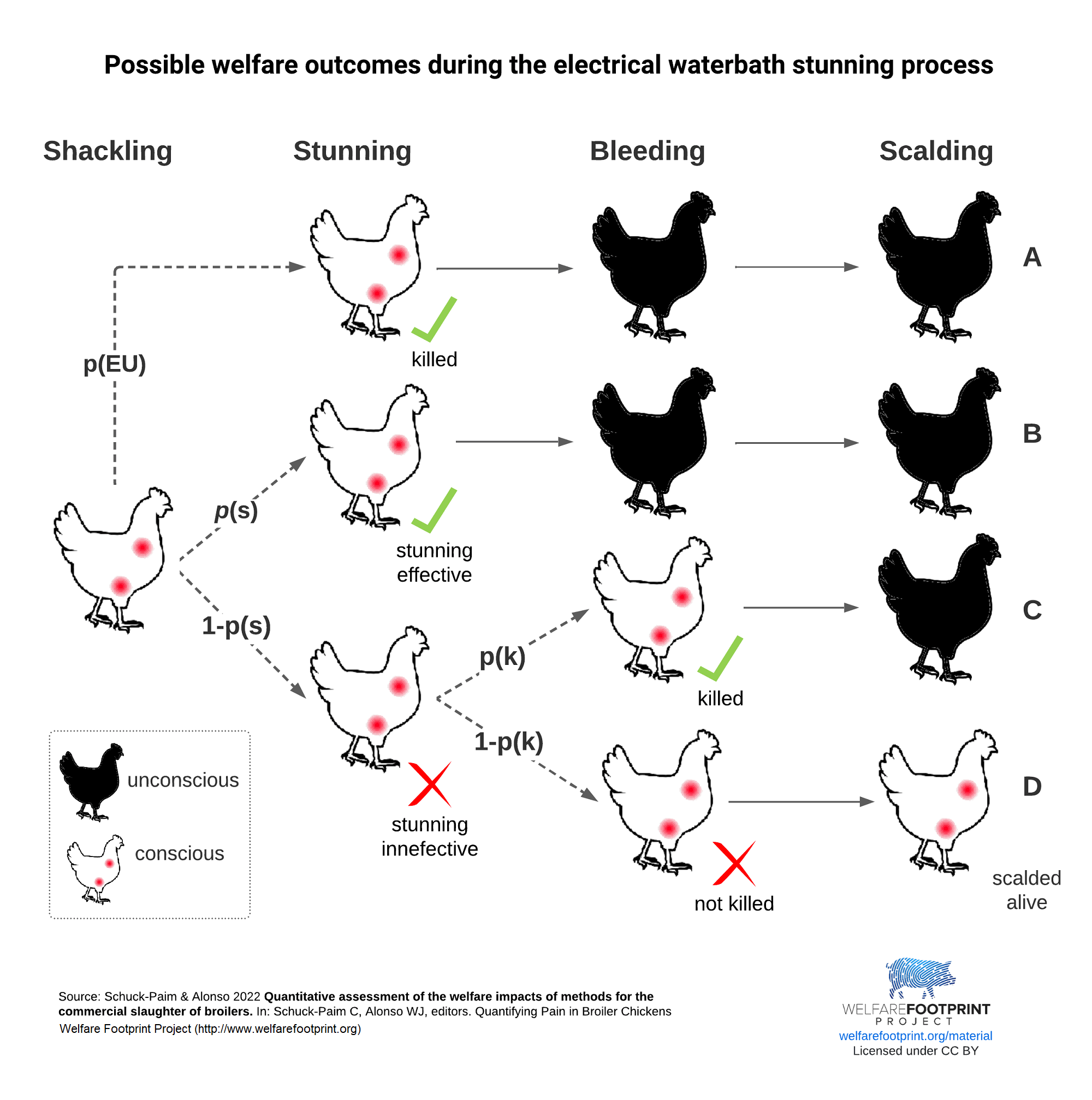 WFP - Possible welfare outcomes during the electrical waterbath stunning process