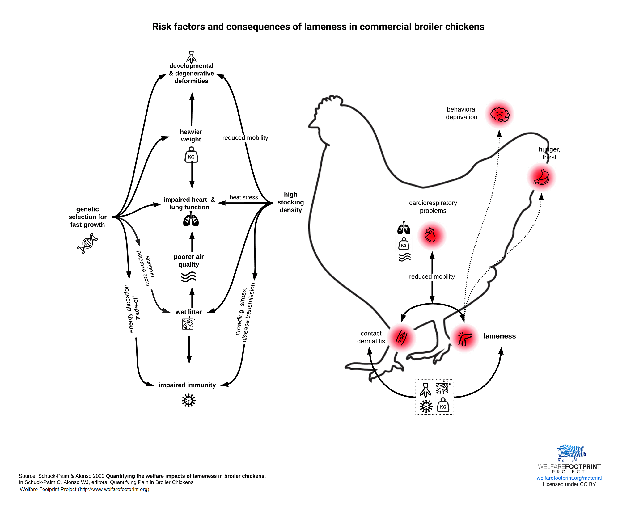 WFP - Risk factors and consequences of lameness in commercial broiler chickens