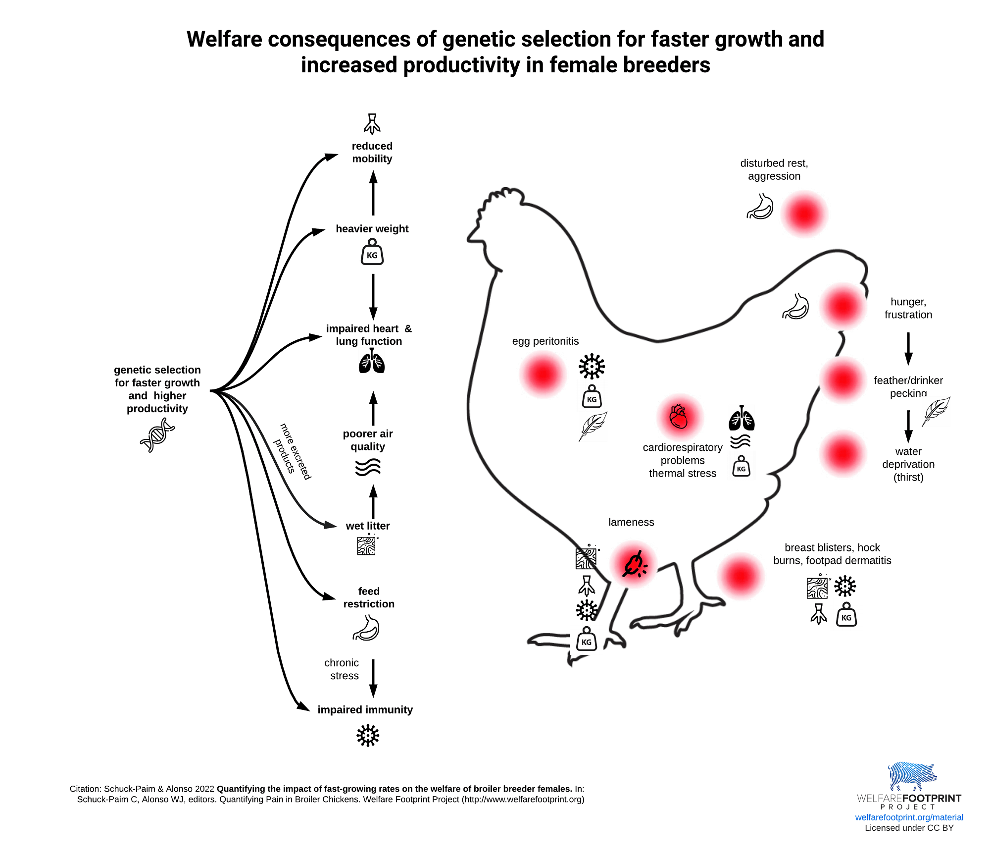 WFP - Welfare Effects Fast Growth Female Breeders