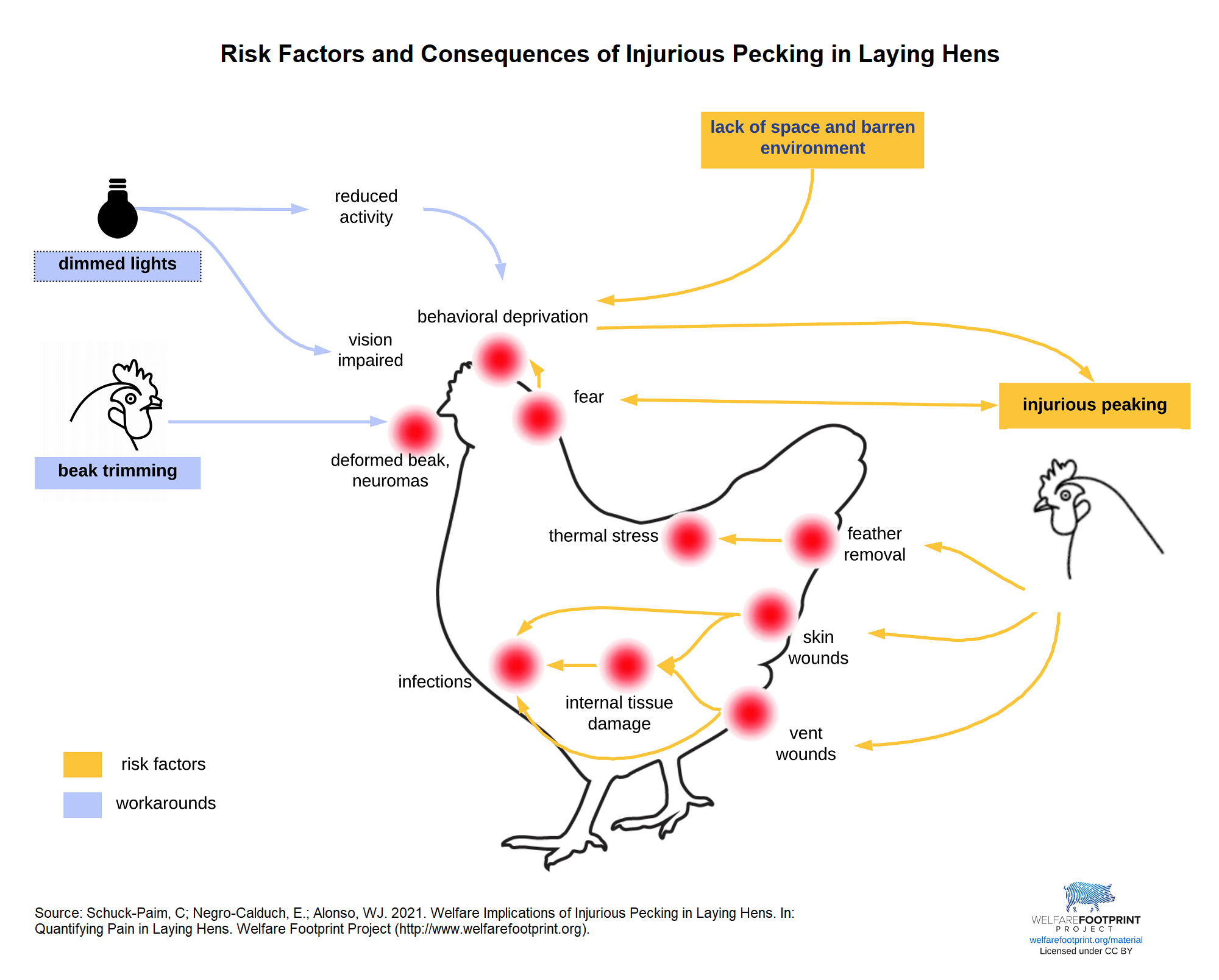 WFP - injurious pecking Risk Factors