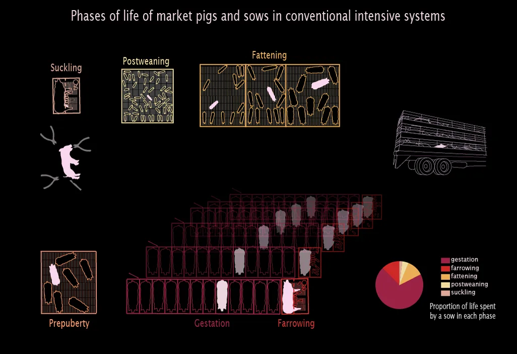 Phases_life_pig_English