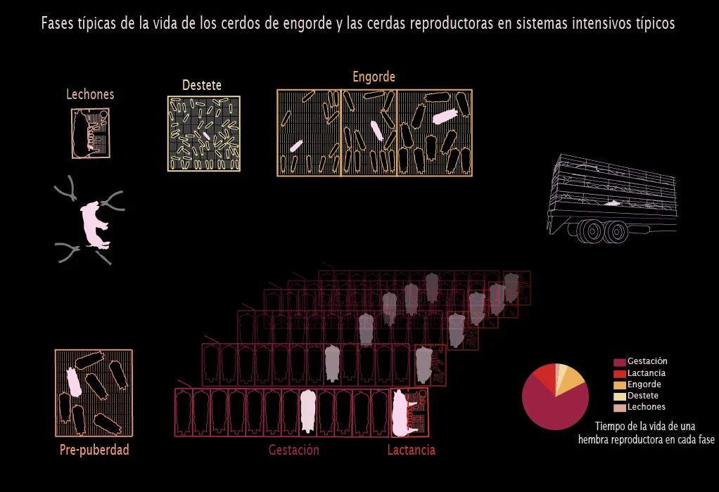 Phases_life_pig_espanol