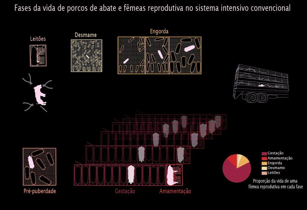 Phases_life_pig_portugues