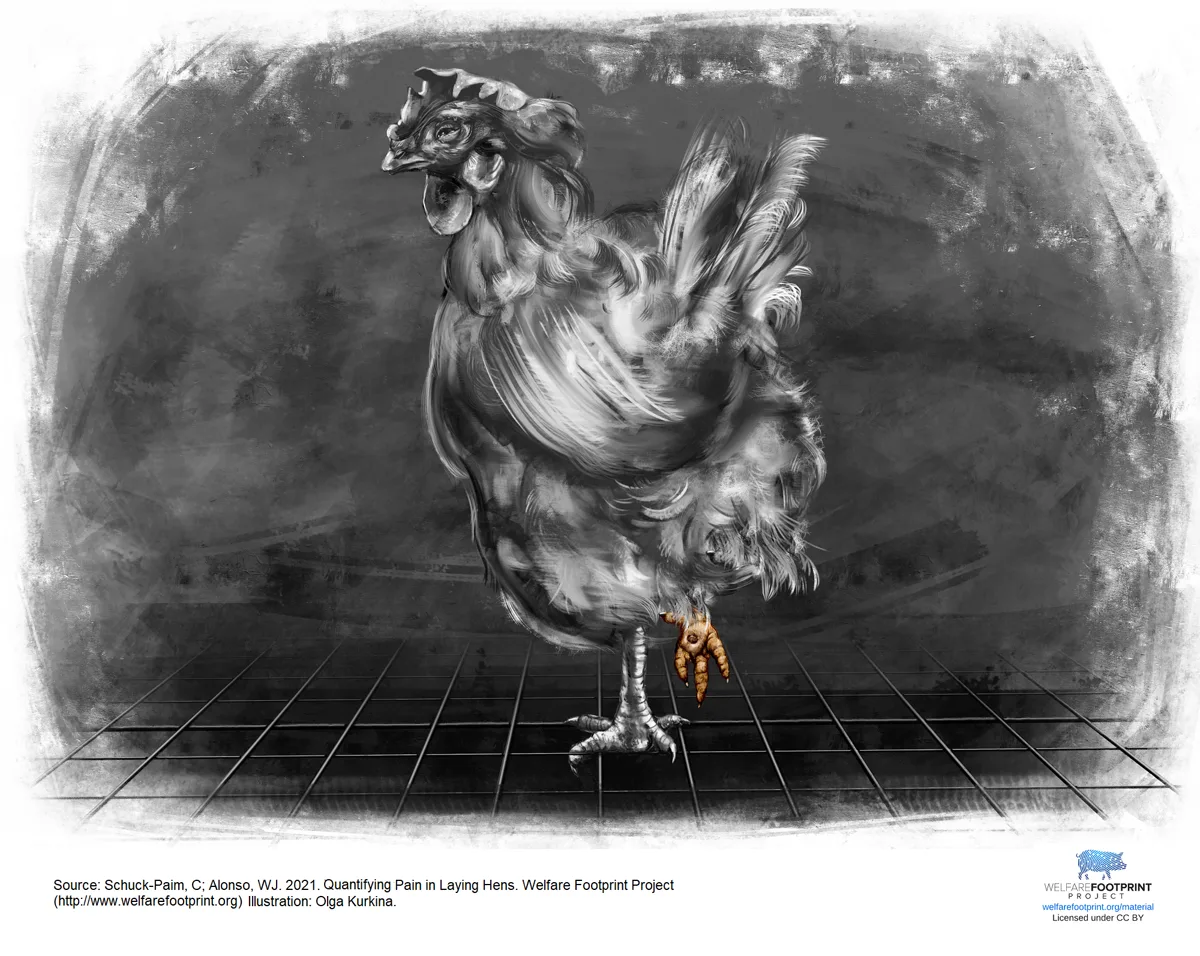 WFP - Footpad dermatitis in Laying Hens