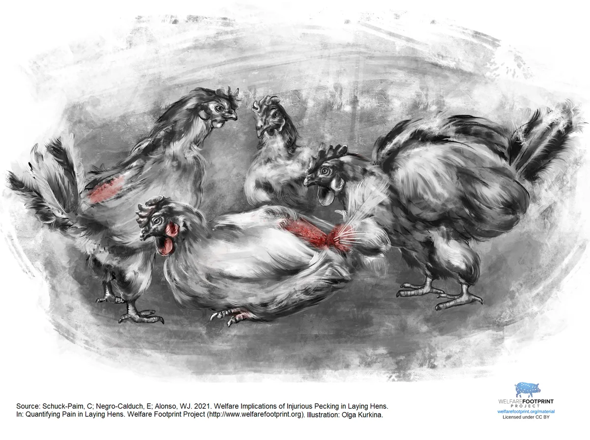 WFP - Injurious Pecking in Laying Hens
