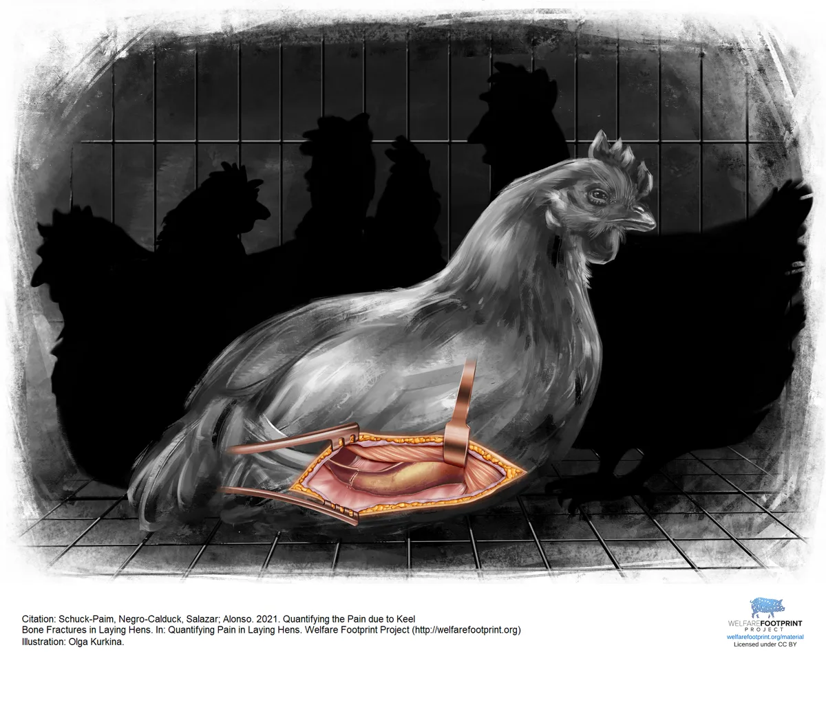 WFP - Keel Bone Fracture in Laying Hens