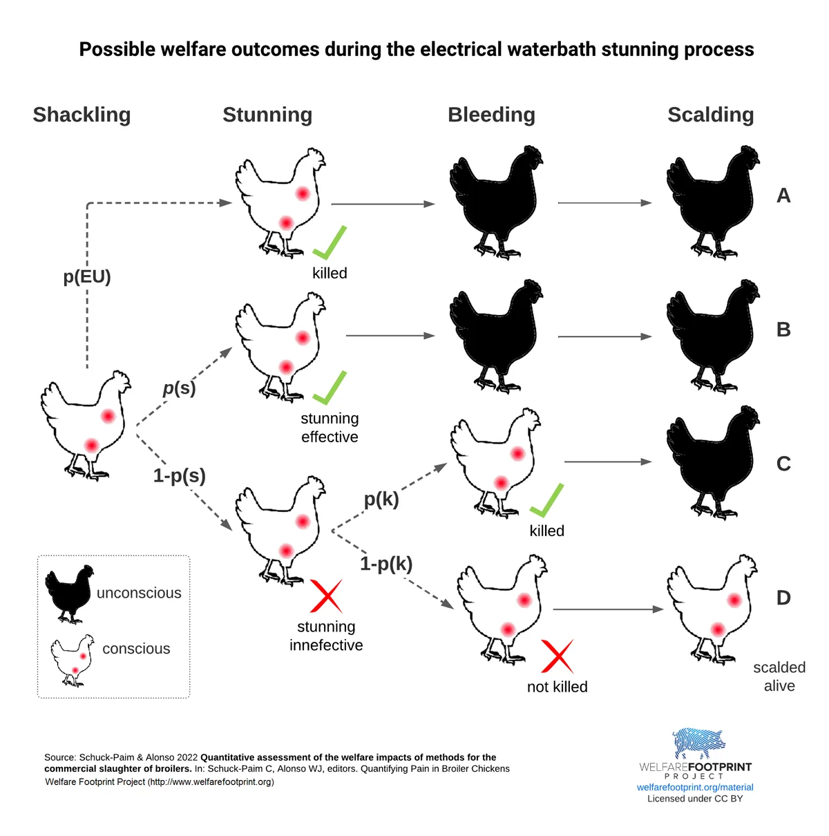 WFP - Possible welfare outcomes during the electrical waterbath stunning process