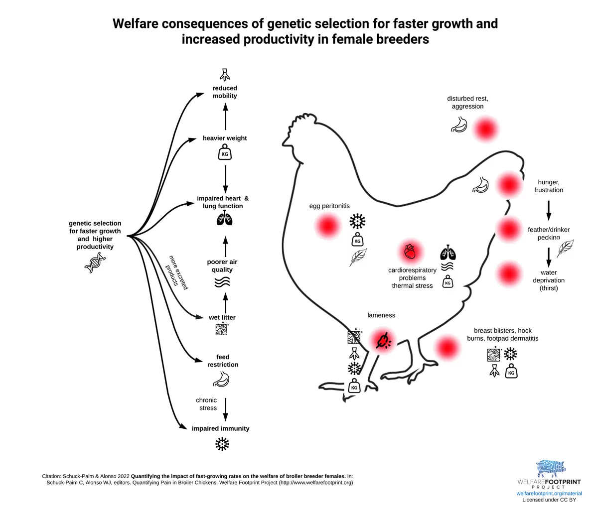 WFP - Welfare Effects Fast Growth Female Breeders