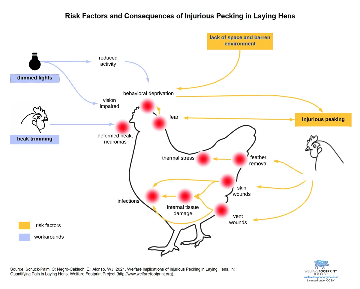 WFP - injurious pecking Risk Factors