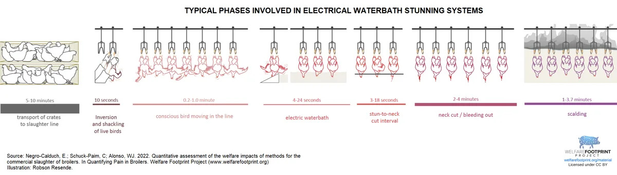 WTP - Electrical waterbath stunning (processogram)