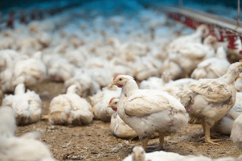 Animal welfare science must look at time!