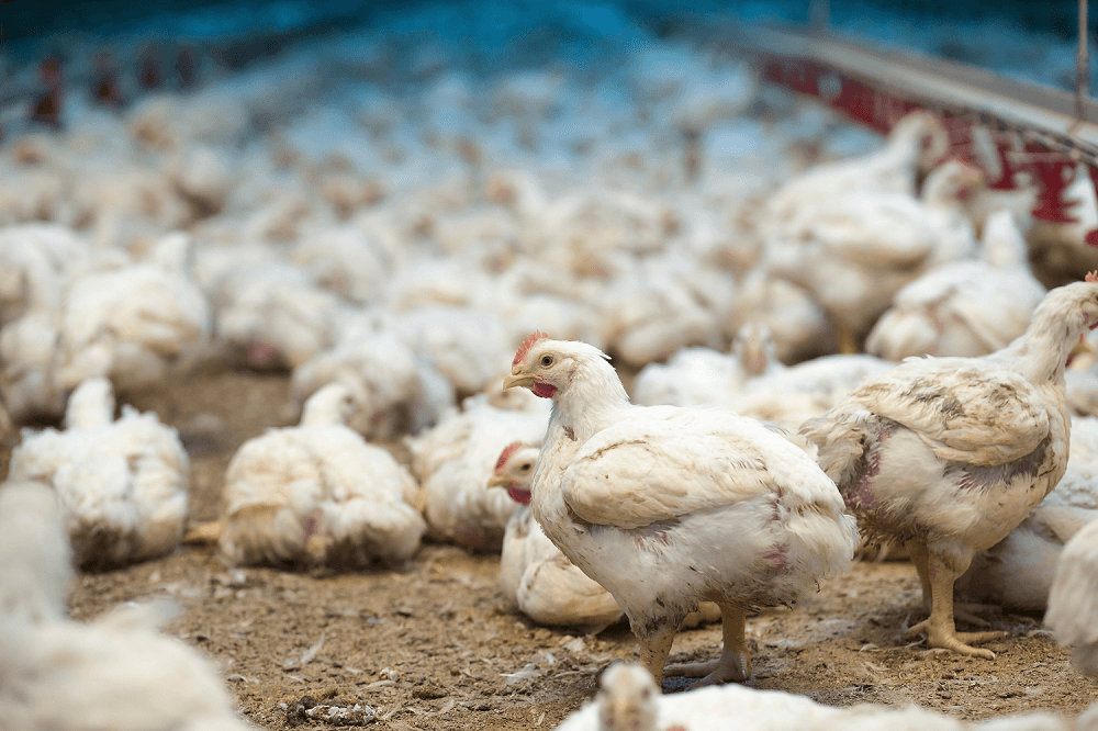 Animal welfare science must look at time!