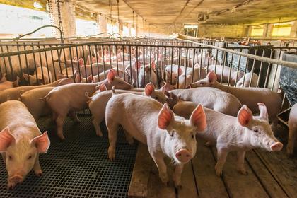 Call for papers: influence of farm animal welfare on epidemic and pandemic risks