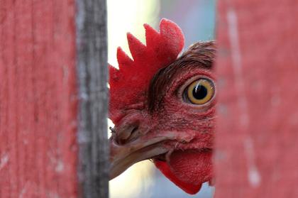 Major gaps in poultry welfare research