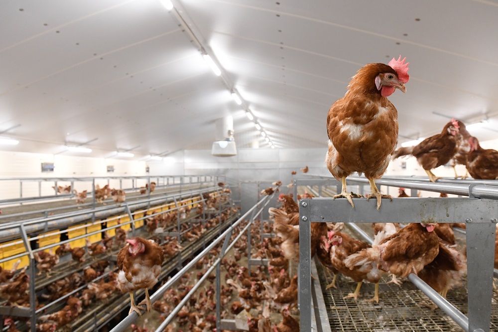Contrary to industry claims, mortality is not inherently higher in cage-free systems