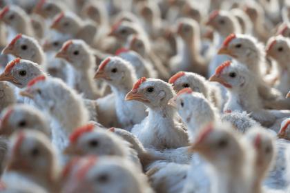 The broiler welfare book is now on Amazon