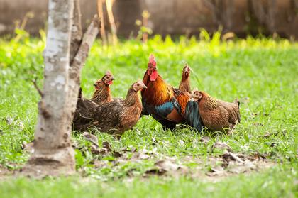 The Routledge Handbook of Animal Welfare is out!