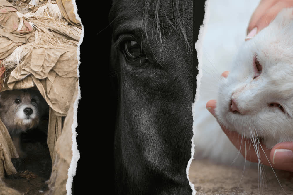 Using the Welfare Footprint Framework to document animal welfare in legal settings