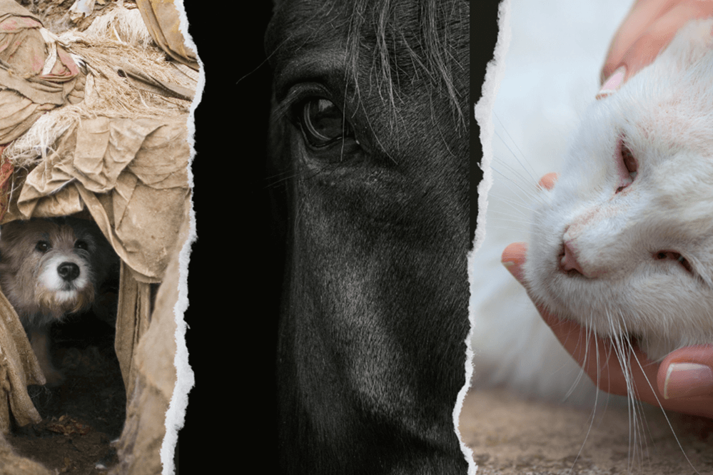 Using the Welfare Footprint Framework to document animal welfare in legal settings