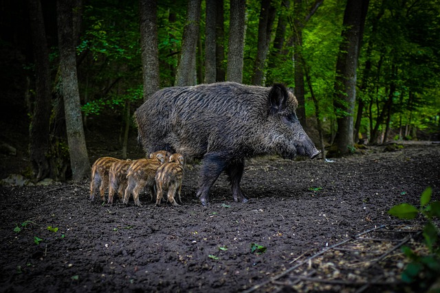 A wild boar
